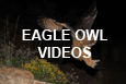 Eagle Owl Videos