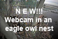 Webcam in an eagle owl nest